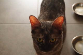 Darling - Domestic Short Hair Cat