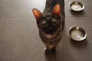 Darling - Domestic Short Hair Cat