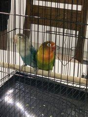 Luke &amp; Leia - Lovebird Bird