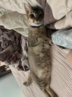 🐱4.01kg ♀ Cute Cat❣️ - Domestic Short Hair Cat