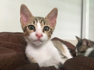 Kitten (Boy) - Urgent - Domestic Short Hair Cat