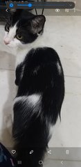 Pearl - Tuxedo Cat