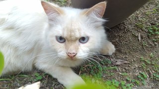 Mochi - Domestic Long Hair Cat