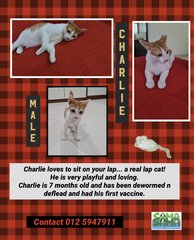 Cooper And Charlie Adopted - Domestic Short Hair Cat