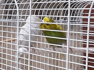 Winter & Spring  - Parrot + Budgie/Budgerigar Bird