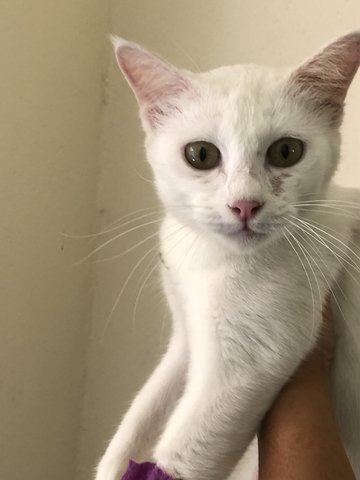 Akira  - Domestic Short Hair Cat