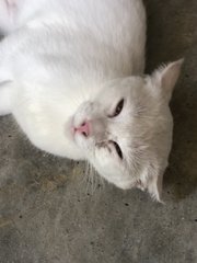 Akira  - Domestic Short Hair Cat