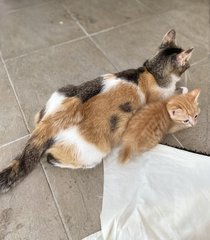 Marmalade  - Domestic Short Hair Cat