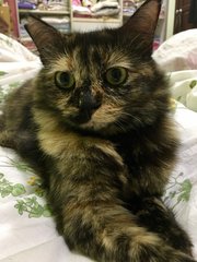 Misty - Domestic Medium Hair Cat