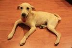 Peanut - Found Puppy In Ampang - Labrador Retriever Mix Dog