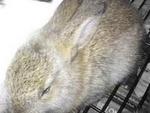 Dwarf - Angora Rabbit + Dwarf Rabbit