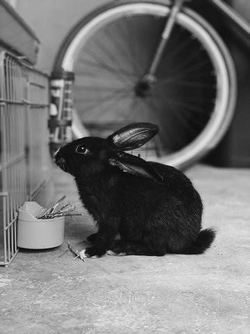  Baby Rara - Bunny Rabbit Rabbit