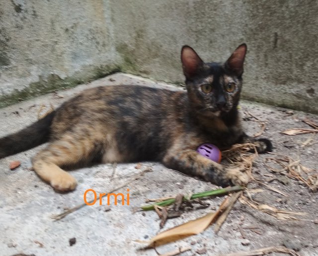 Ormi - Tortoiseshell Cat