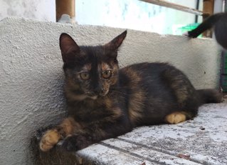 Ormi - Tortoiseshell Cat