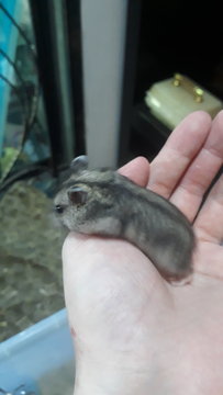 4 Female Russian Dwarf Hamsters  - Striped Hairy Foot Russian Hamster Hamster