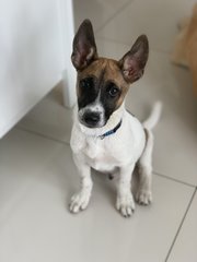 Kooper - Has Been Adopted - Mixed Breed Dog