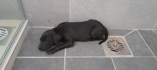 Shadow - Labrador Retriever Mix Dog
