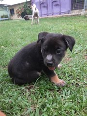 Tango 
