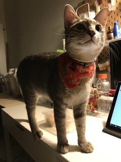 Milo - Domestic Short Hair Cat