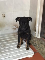 Bria  - Mixed Breed Dog