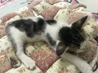 Bubble And Milo - Domestic Short Hair Cat