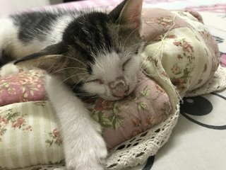 Bubble And Milo - Domestic Short Hair Cat