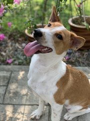 Olivia - Has Been Adopted - Mixed Breed Dog