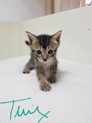 Adorable 5 Week Old Kittens - Domestic Short Hair Cat
