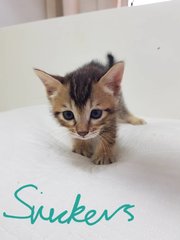 Adorable 5 Week Old Kittens - Domestic Short Hair Cat
