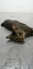 PF105718 - Domestic Short Hair Cat