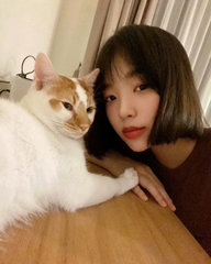 Bbang Tteok - Domestic Medium Hair Cat