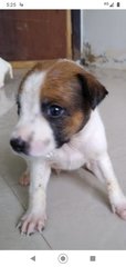Rascal Boy Mongrel Pup - Mixed Breed Dog