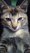 Anjella - Domestic Short Hair Cat
