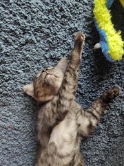 Jacklin - Domestic Short Hair Cat