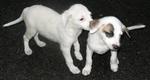 4 Cute Dalmatian Cross Puppies - Mixed Breed Dog