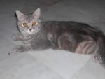 Nini - Domestic Long Hair Cat