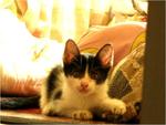 Popow - Domestic Short Hair Cat