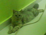 Omey - Persian Cat
