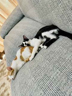 Trevor & Neville - Domestic Short Hair Cat