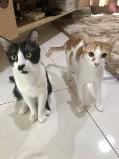 Trevor & Neville - Domestic Short Hair Cat
