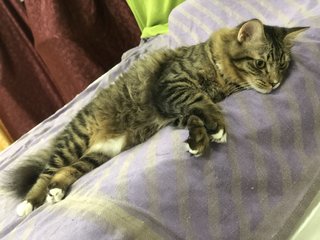 Rusty & Rio - Domestic Medium Hair Cat