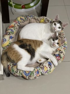 Snuggles & Nuggets, The Duo Sisters - Domestic Short Hair Cat