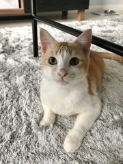 Birch - Domestic Short Hair Cat