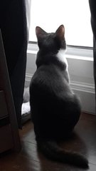 Daisy - Domestic Short Hair + Tuxedo Cat