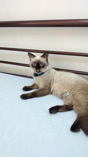 Siamese - Siamese + Persian Cat