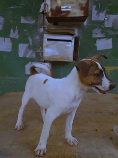 Min Min - Jack Russell Terrier Mix Dog