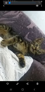 Bengal  Kitten  - Bengal Cat