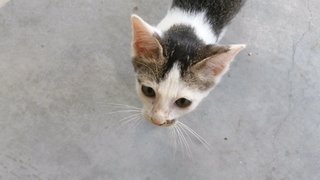 PF106359 - Domestic Short Hair Cat