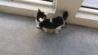 PF106359 - Domestic Short Hair Cat