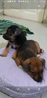 Gideon And Brownie  - Mixed Breed Dog